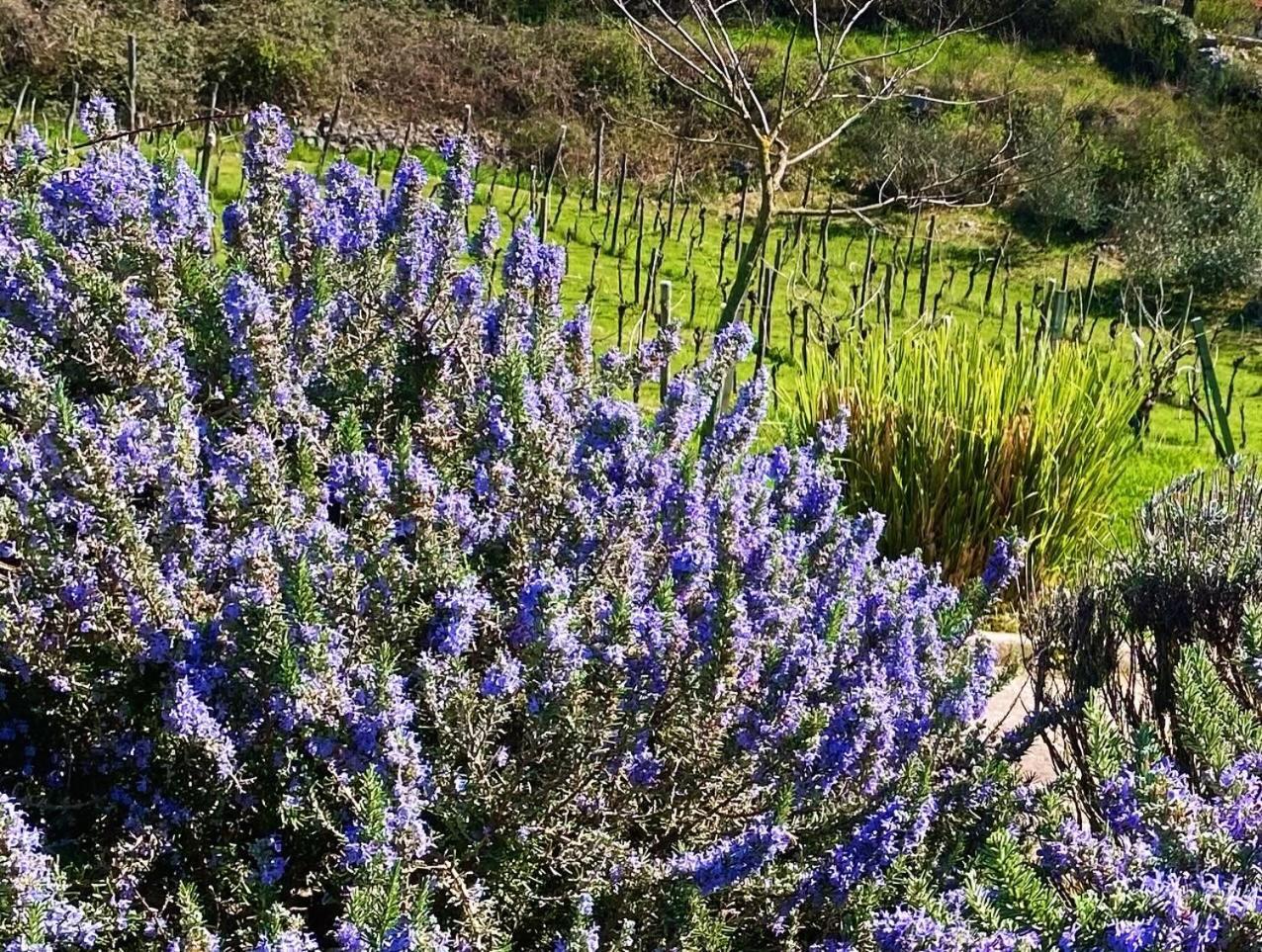 Villa Yucca Istra Labin  Εξωτερικό φωτογραφία
